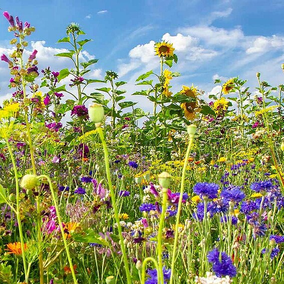 Foto einer Wildblumenwiese, die PFREUNDT angepflanzt hat