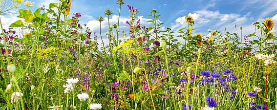 Foto einer Wildblumenwiese, die PFREUNDT angepflanzt hat
